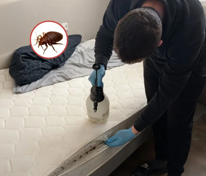 Technicien traitant un matelas contre les punaises de lit à Dammartin-en-Serve